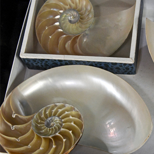 Two shells with spirals displayed on a table